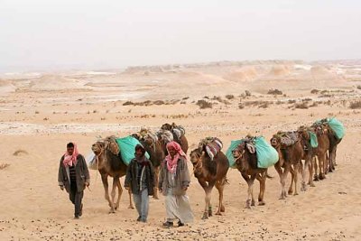 Camel caravan