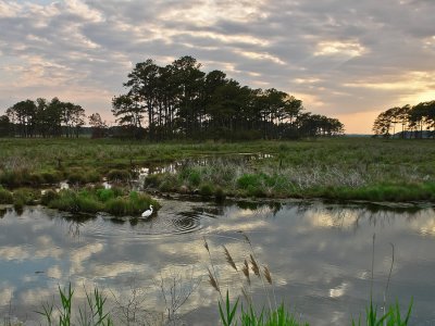 assateague evening.jpg