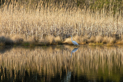 phragmites and white egret.jpg