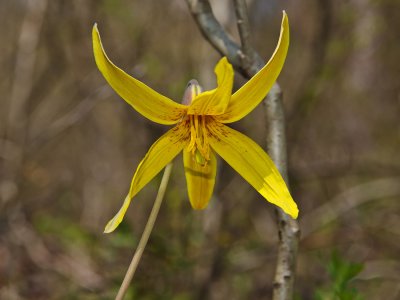 trout lily.jpg