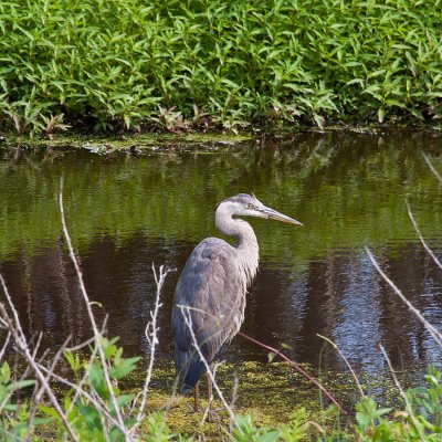 great blue heron-juvenile