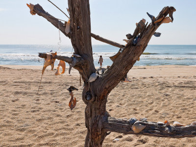 assateague beach tree.jpg