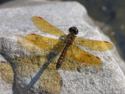 eastern amberwing ks-725 019.jpg