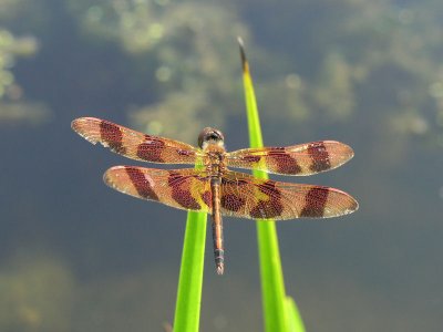 halloween pennant ks-715 018.jpg