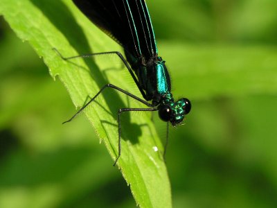 ebony jewelwing ks-628 021.jpg