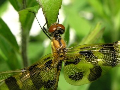 halloween pennant f ks-706 013.jpg