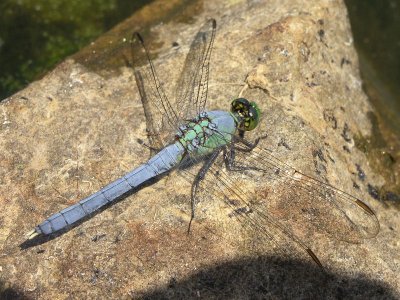 eastern pondhawk ks-623 065.jpg