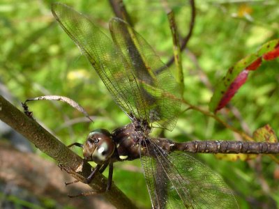 shadow darner ks-831 019.jpg