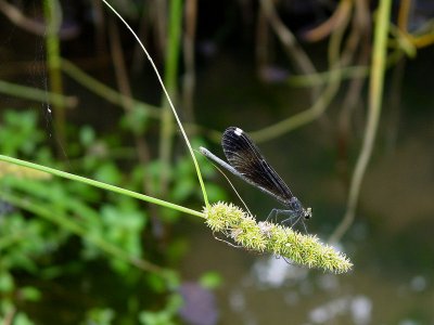 ebony jewelwing f ks-716 029.jpg