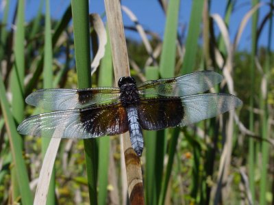 widow skimmer ks-916 018.jpg