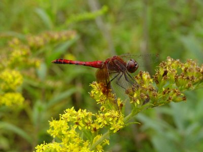 ruby meadowhawk ks-915 036.jpg