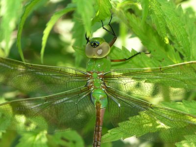 common green darner f ks-725 071.jpg