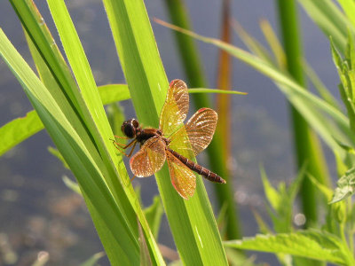 eastern amberwing ks-802 012.jpg