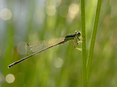 eastern forktail ks-805 017.jpg