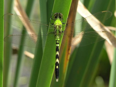 eastern pondhawk f ks-808 115.jpg