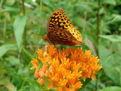 great spangled fritillary ks-703 011.jpg