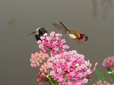 hummingbird moth ks-807 084.jpg