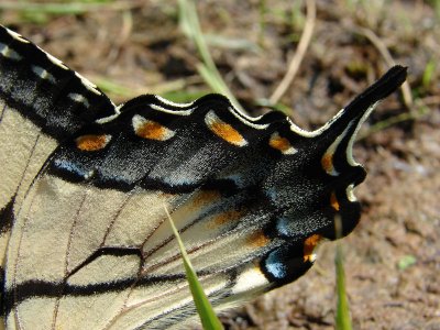 eastern tiger swallowtail ks-709 040.jpg