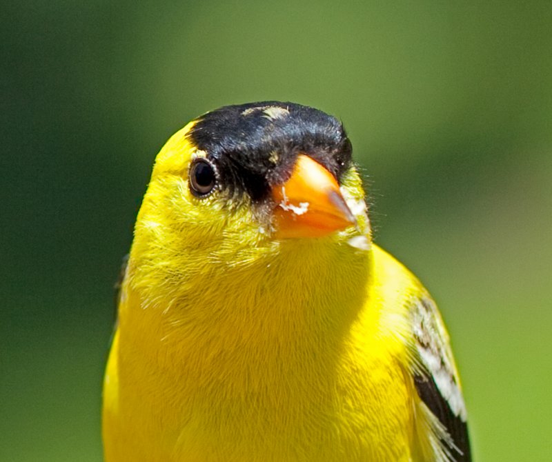 Goldfinch