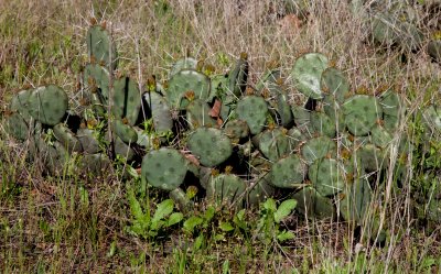 Prickly Pear Cactus