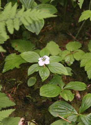 Bunchberry, Hoh rain forest