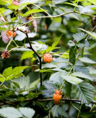 Salmon Berries