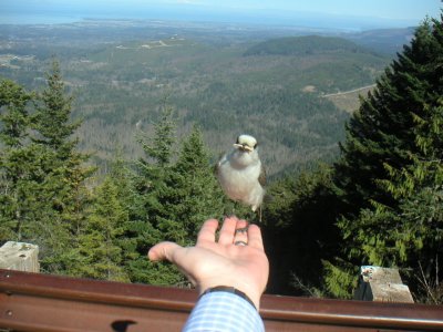 A Bird in the Hand . . .