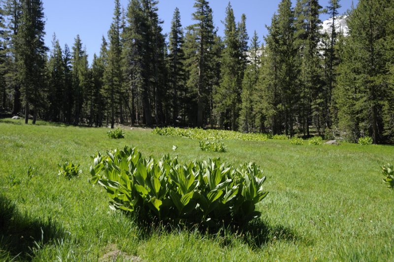 Corn Lily