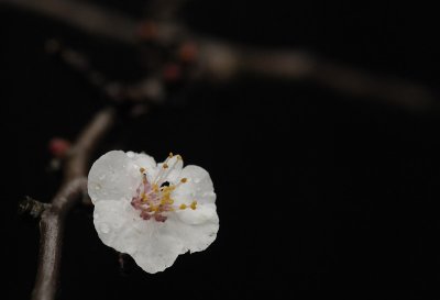 Soggy flower