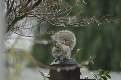 Rainy Day Squirrel