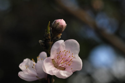 Plum Flowers