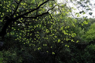 Spring Greens