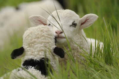 Nuzzling Lambs
