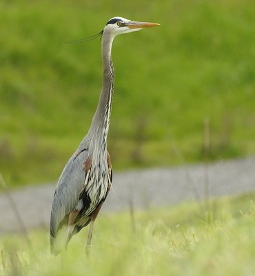 Blue Heron