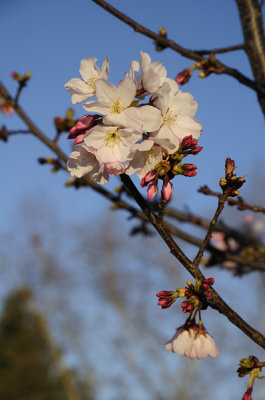 Cherry Blossoms