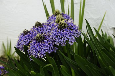 Caribbean Lily