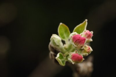 Apple buds