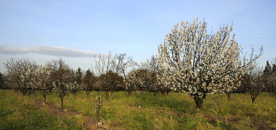 Heritage Orchard