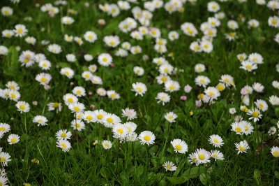 Daisies