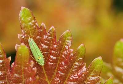 Green Bug