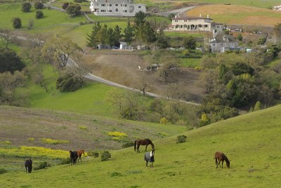 Grazing horses