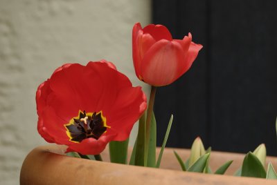 Tulips