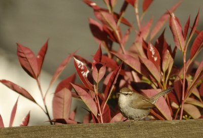 Bewick's Wren