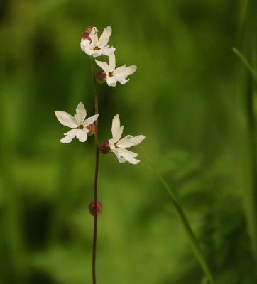 Woodland Star