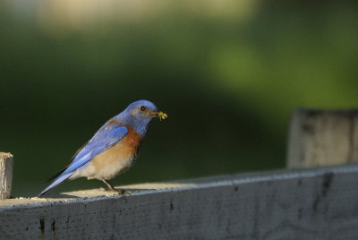 Western Bluebird