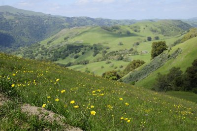 Buttercups