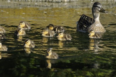 Ducklings