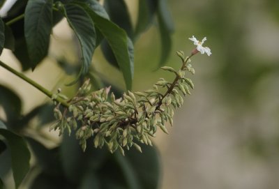 First to Flower