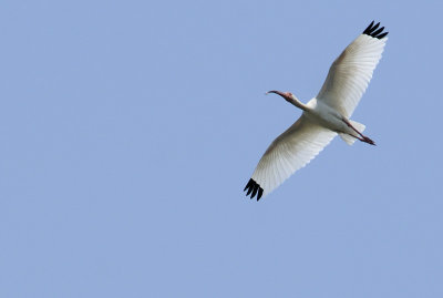 Soaring Ibis