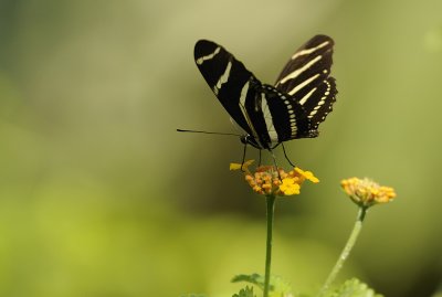 Zebra Longwing